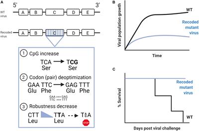 Altering Compositional Properties of Viral Genomes to Design Live-Attenuated Vaccines